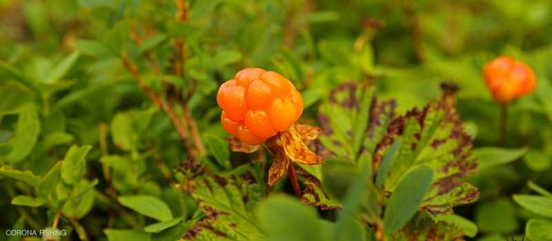 Tam gdzie zaczynają się strumienie.